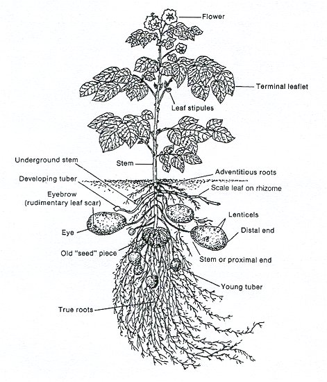 potato plant drawing